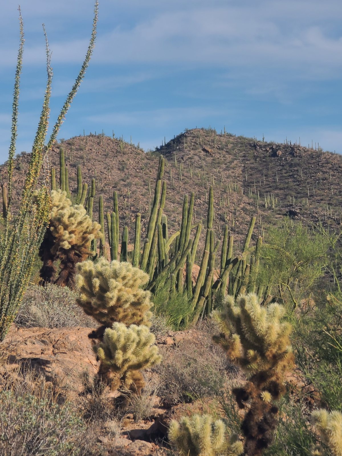 Organ pipe cactus