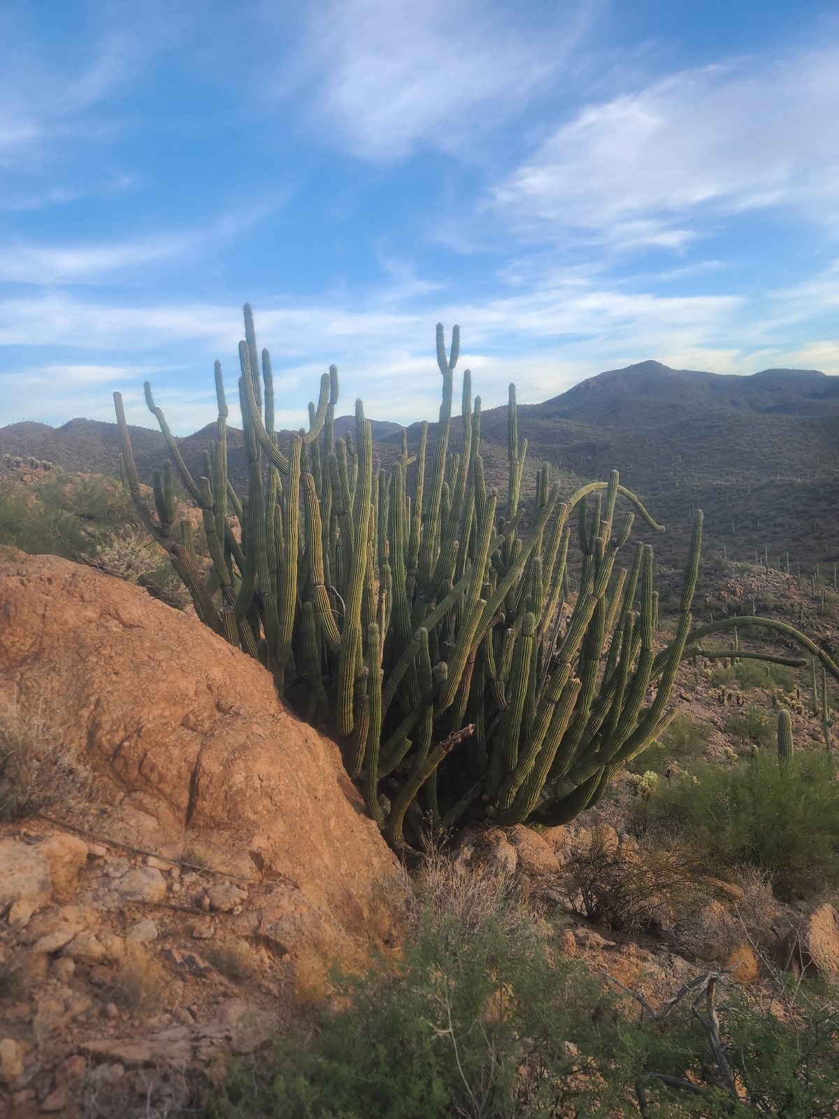 Organ pipe cactus
