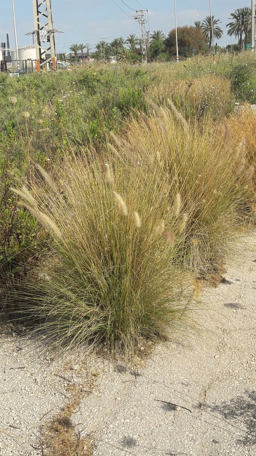 Oriental fountain grass