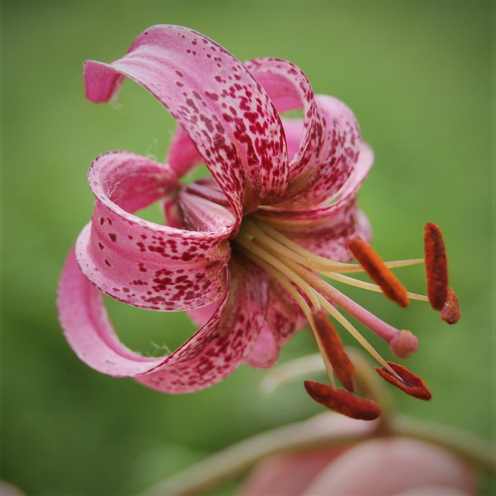 Oriental lily 'Casa Blanca'