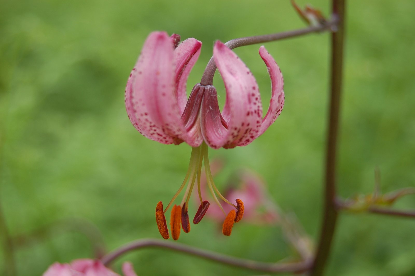 Oriental lily 'Casa Blanca'
