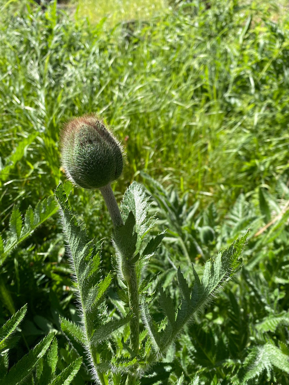 Oriental poppy 'Patty's Plum'