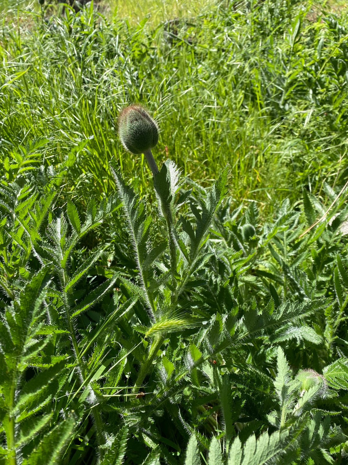 Oriental poppy 'Patty's Plum'