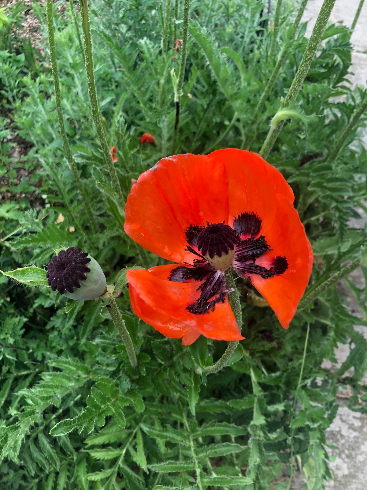 Oriental poppy 'Patty's Plum'