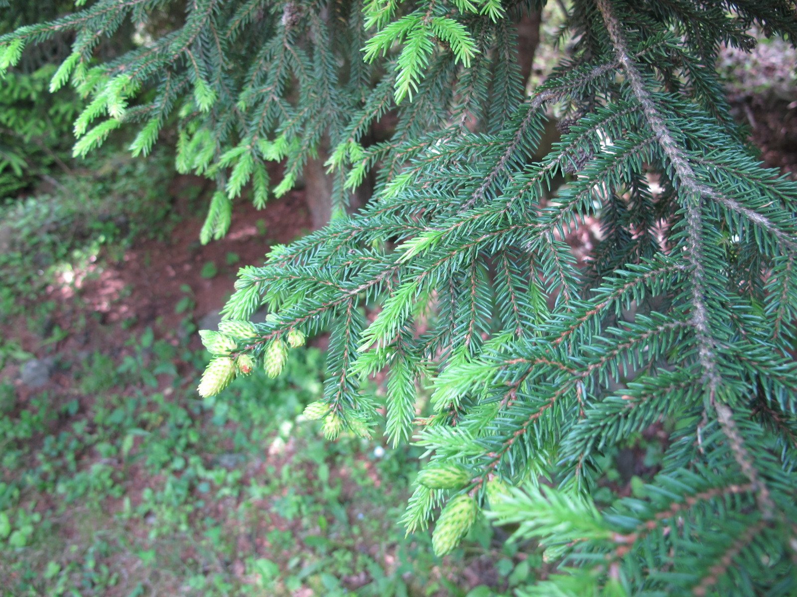 Oriental spruce