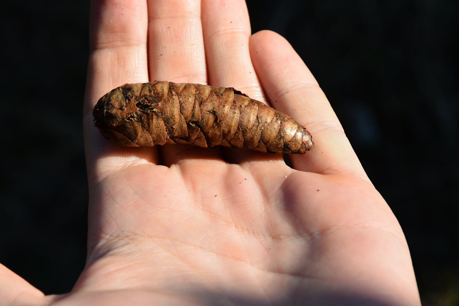 Oriental spruce