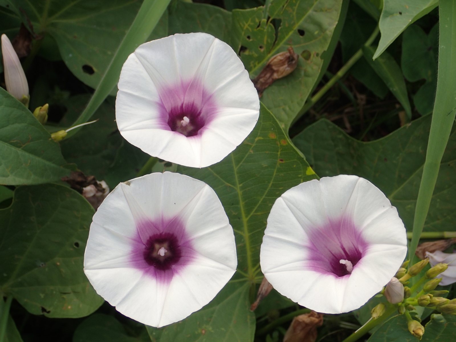 Ornamental sweet potato vine 'Marguerite'