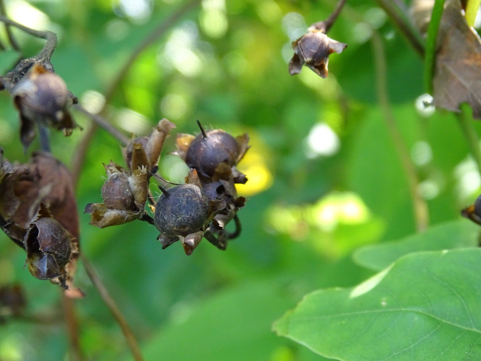 Ornamental sweet potato vine 'Marguerite'