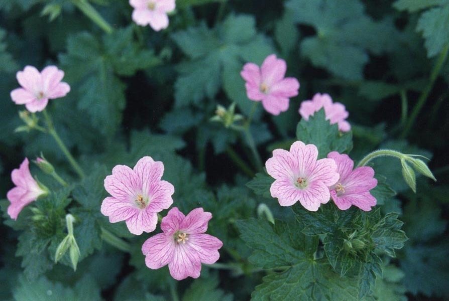 Oxford cranesbill 'Wargrave Pink'
