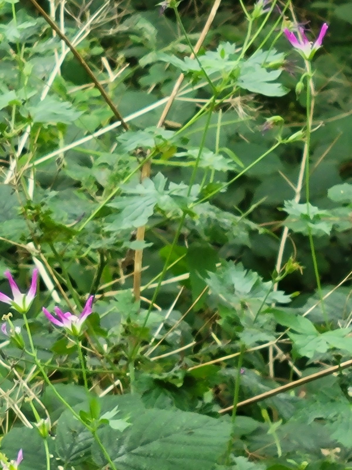 Oxford cranesbill 'Wargrave Pink'