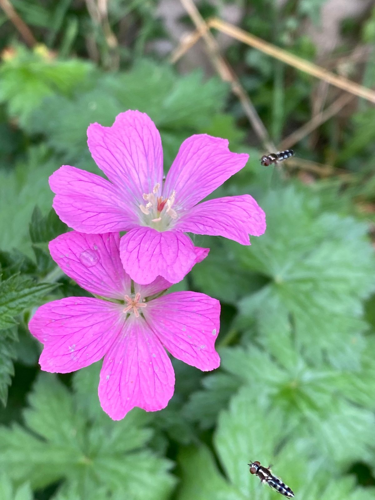 Oxford cranesbill 'Wargrave Pink'