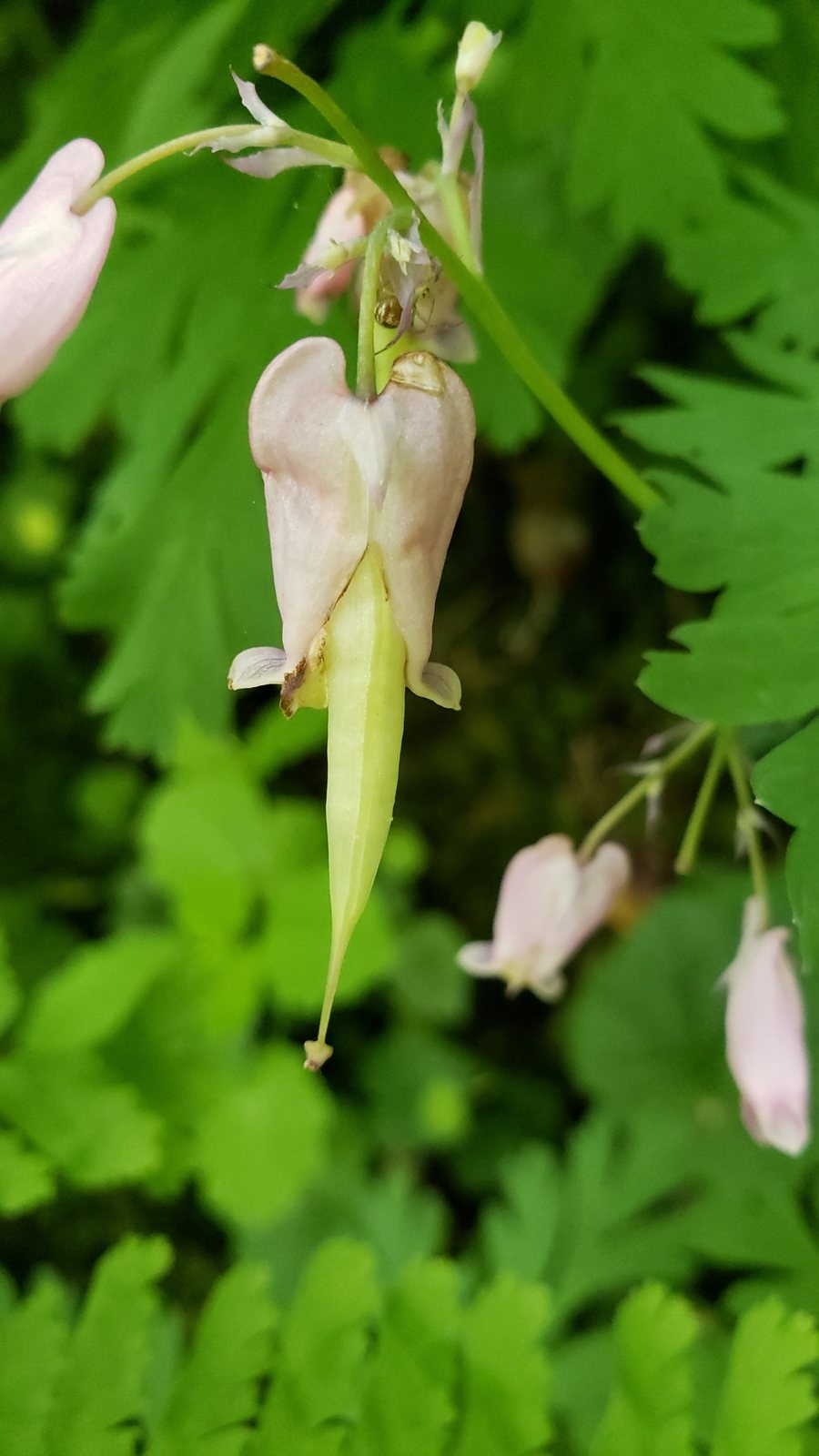 Pacific bleeding heart