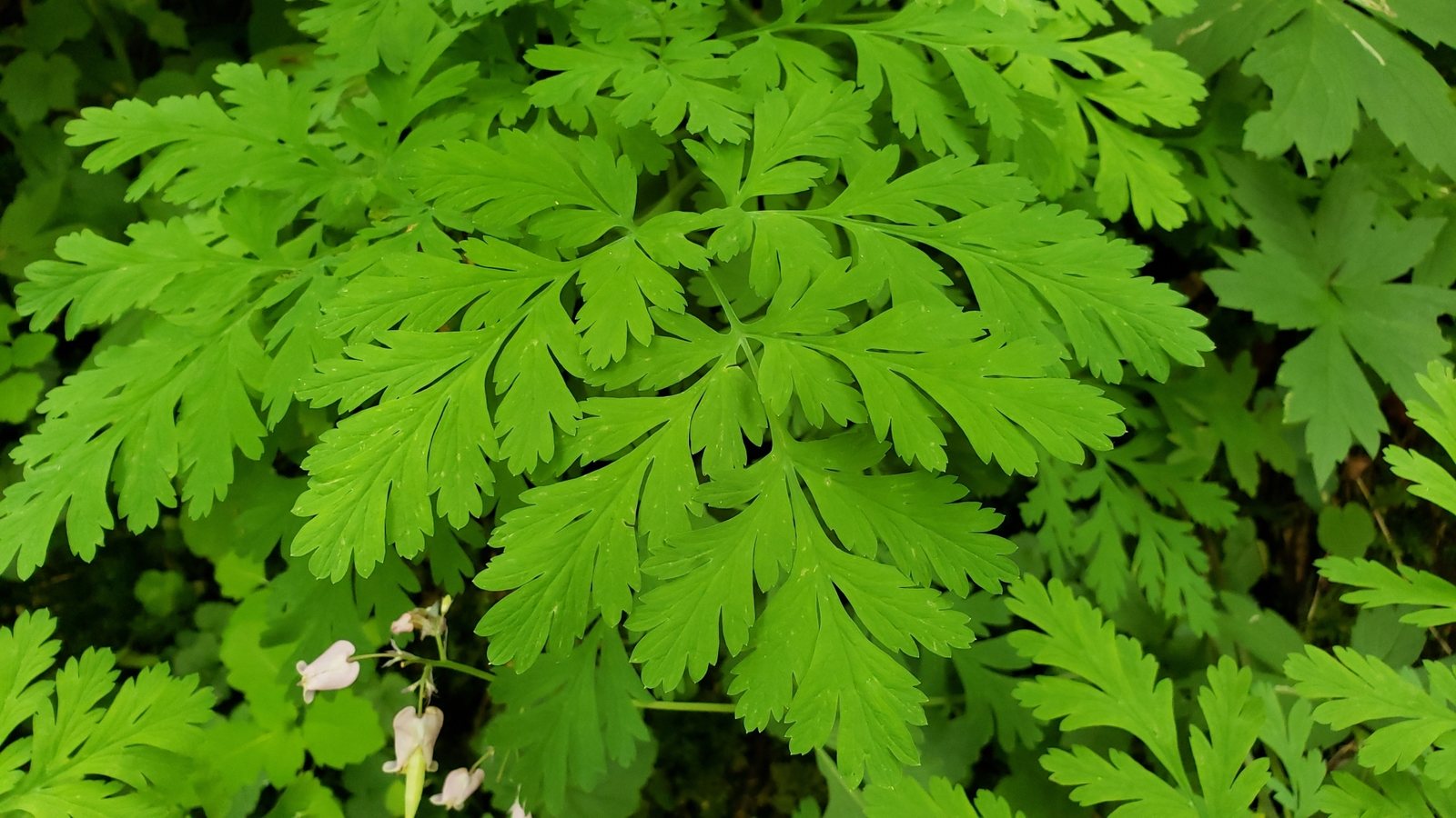 Pacific bleeding heart