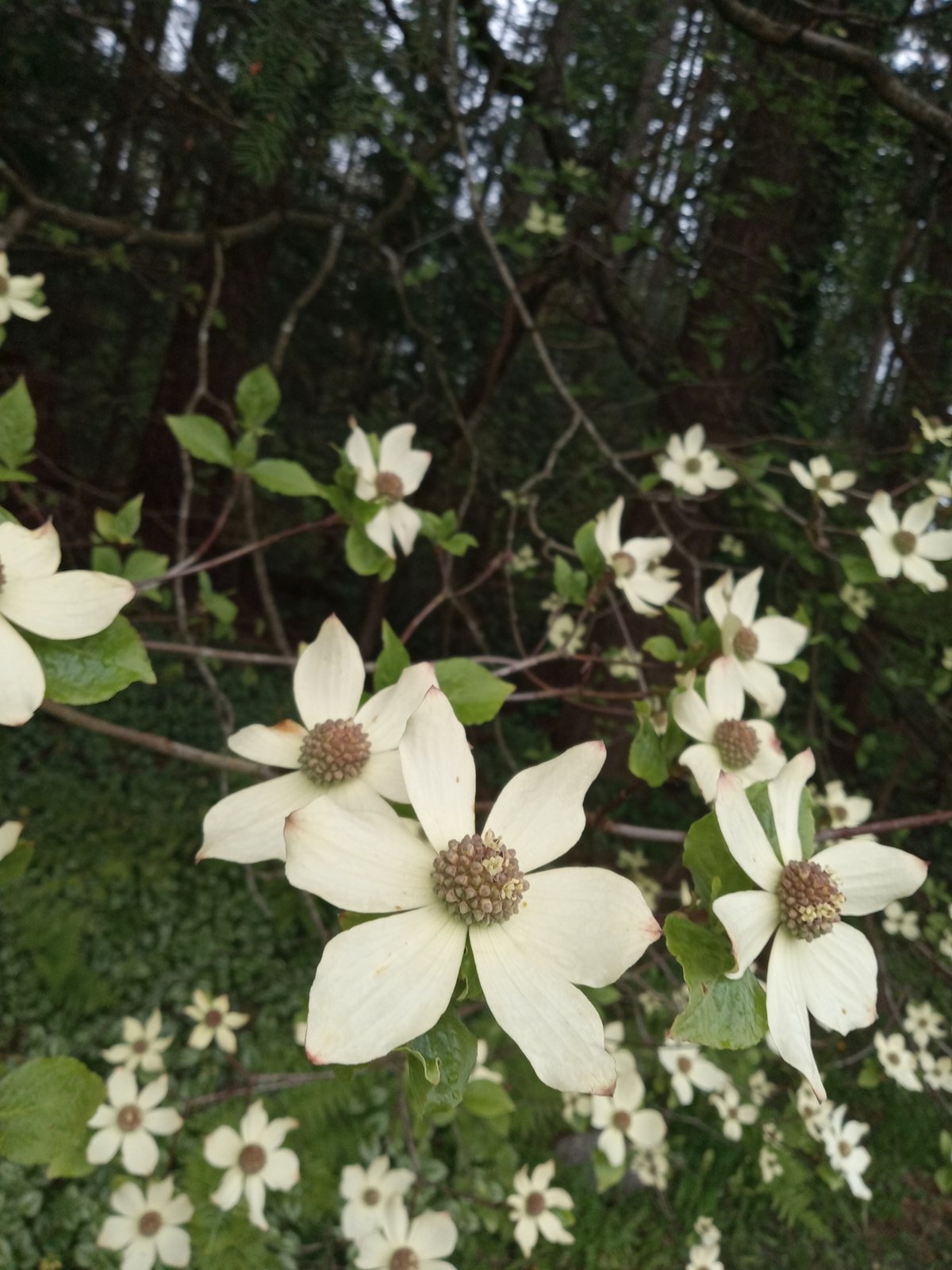 Pacific dogwood