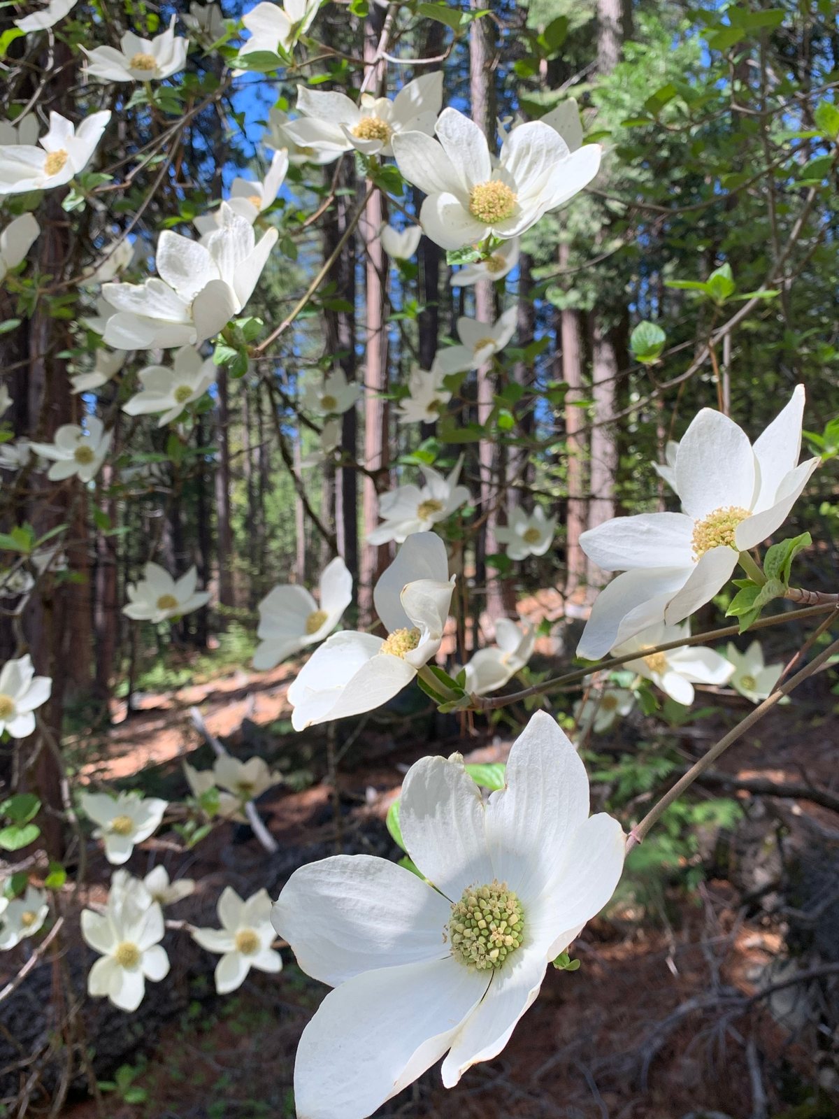 Pacific dogwood