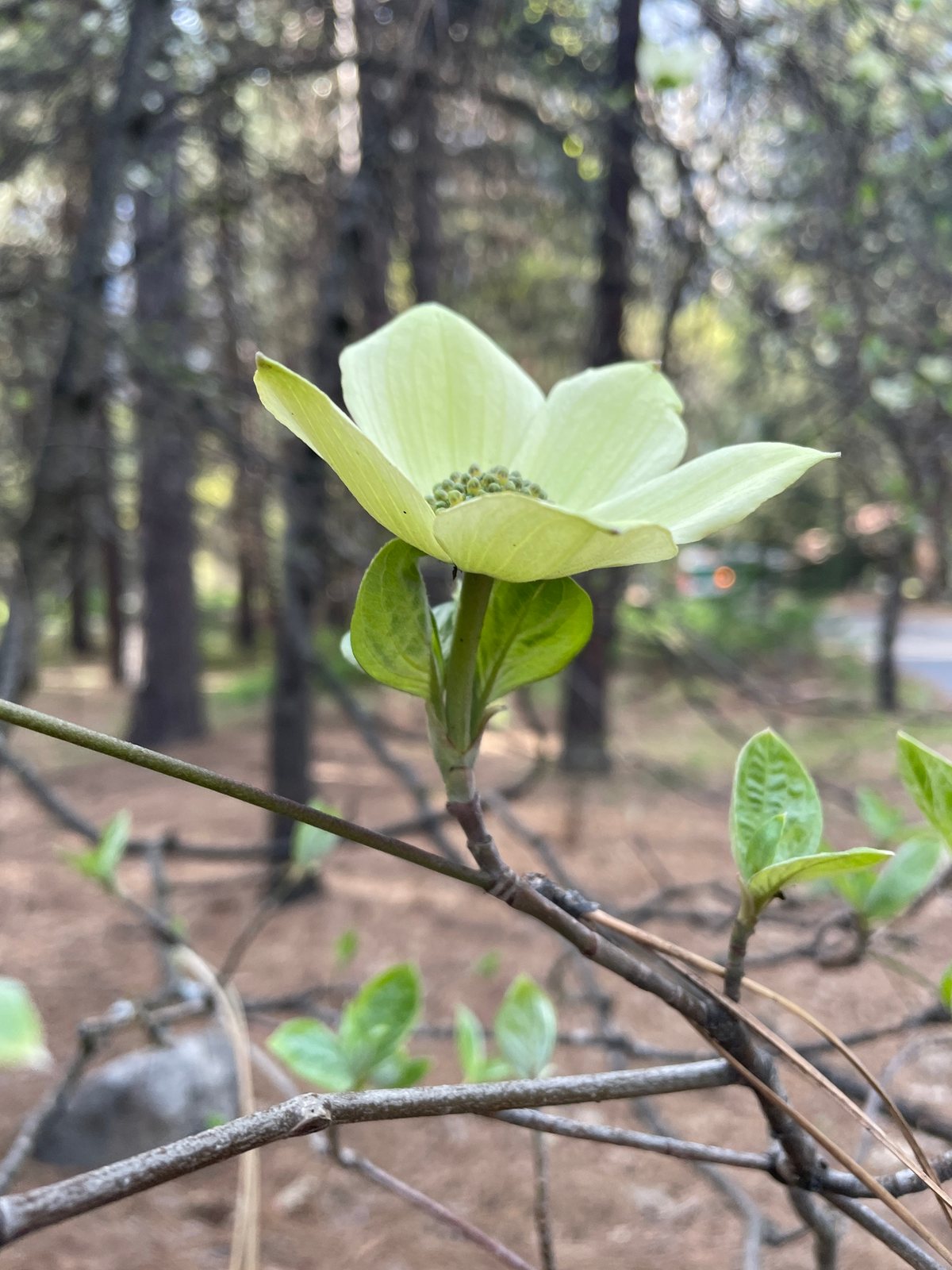 Pacific dogwood