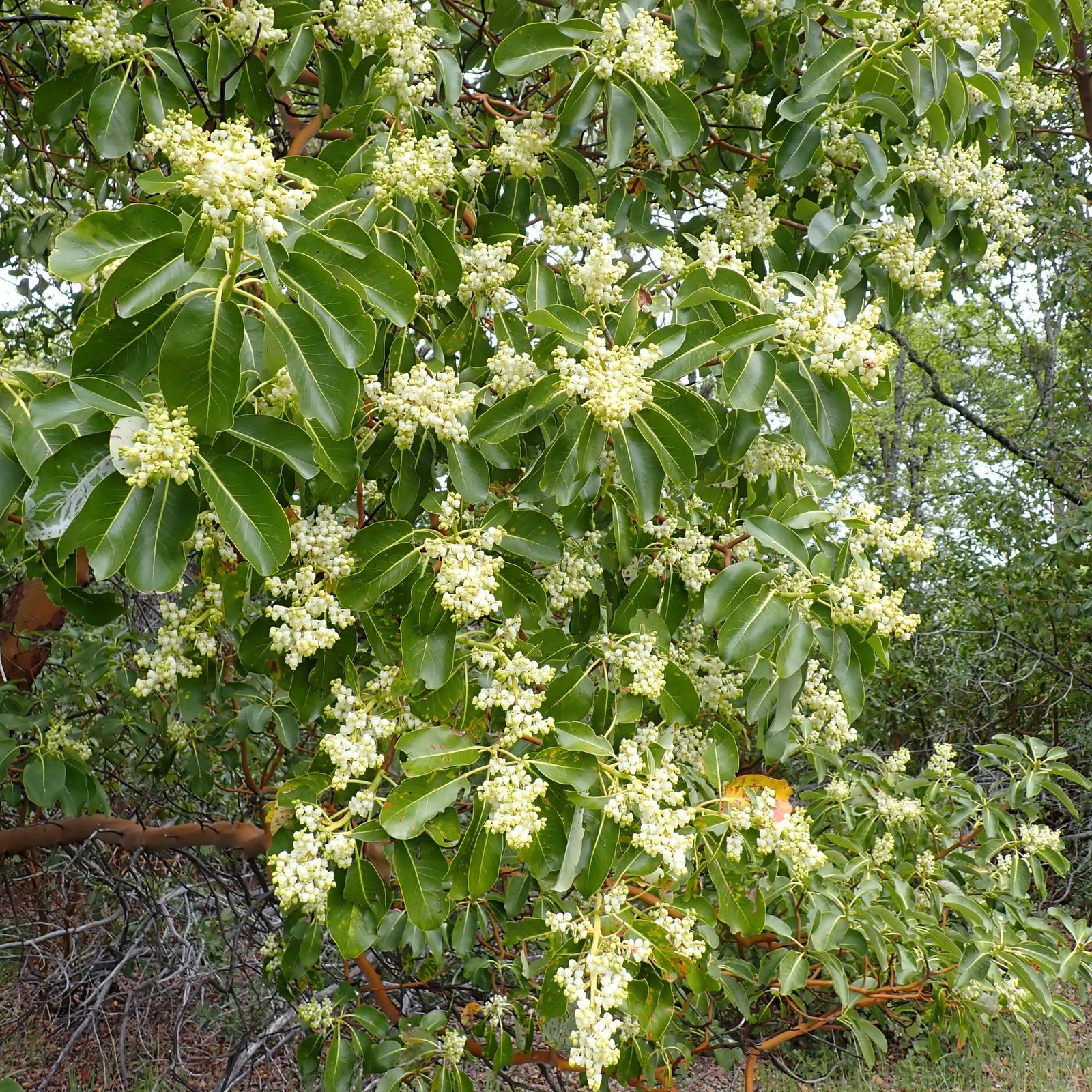 Pacific madrone
