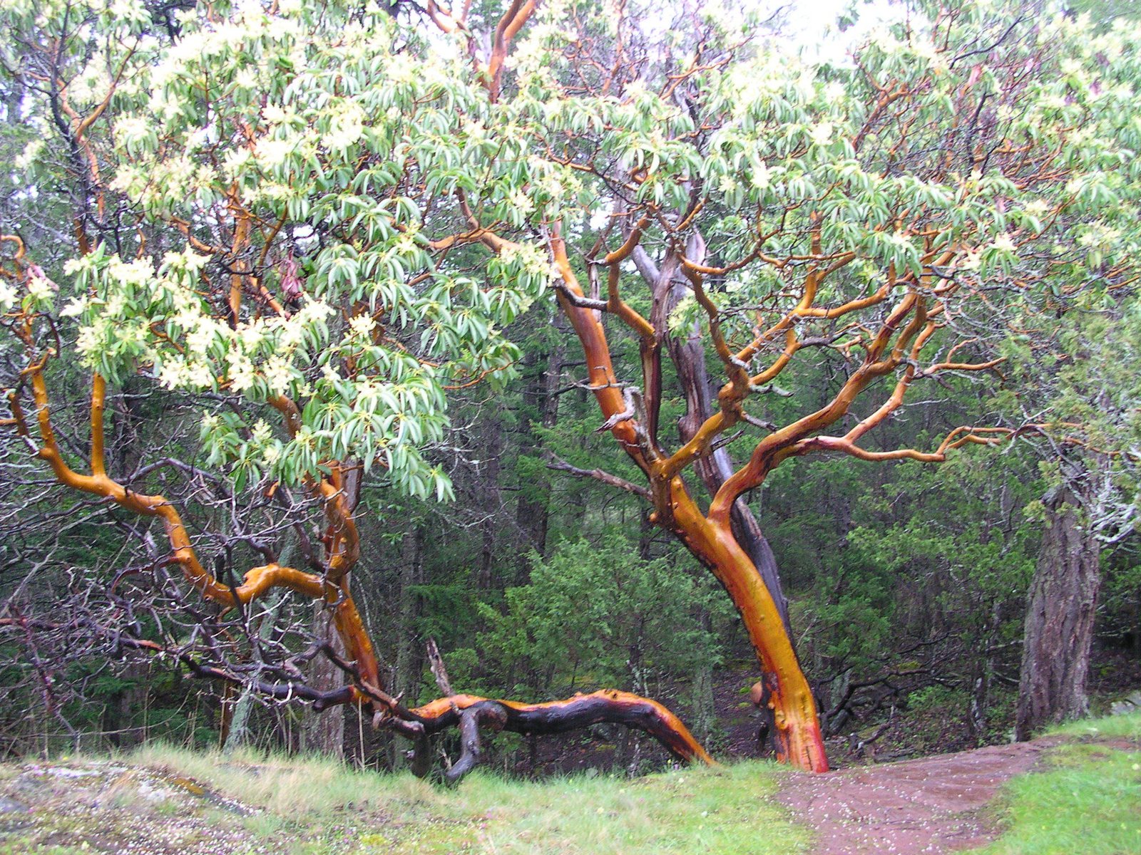 Pacific madrone