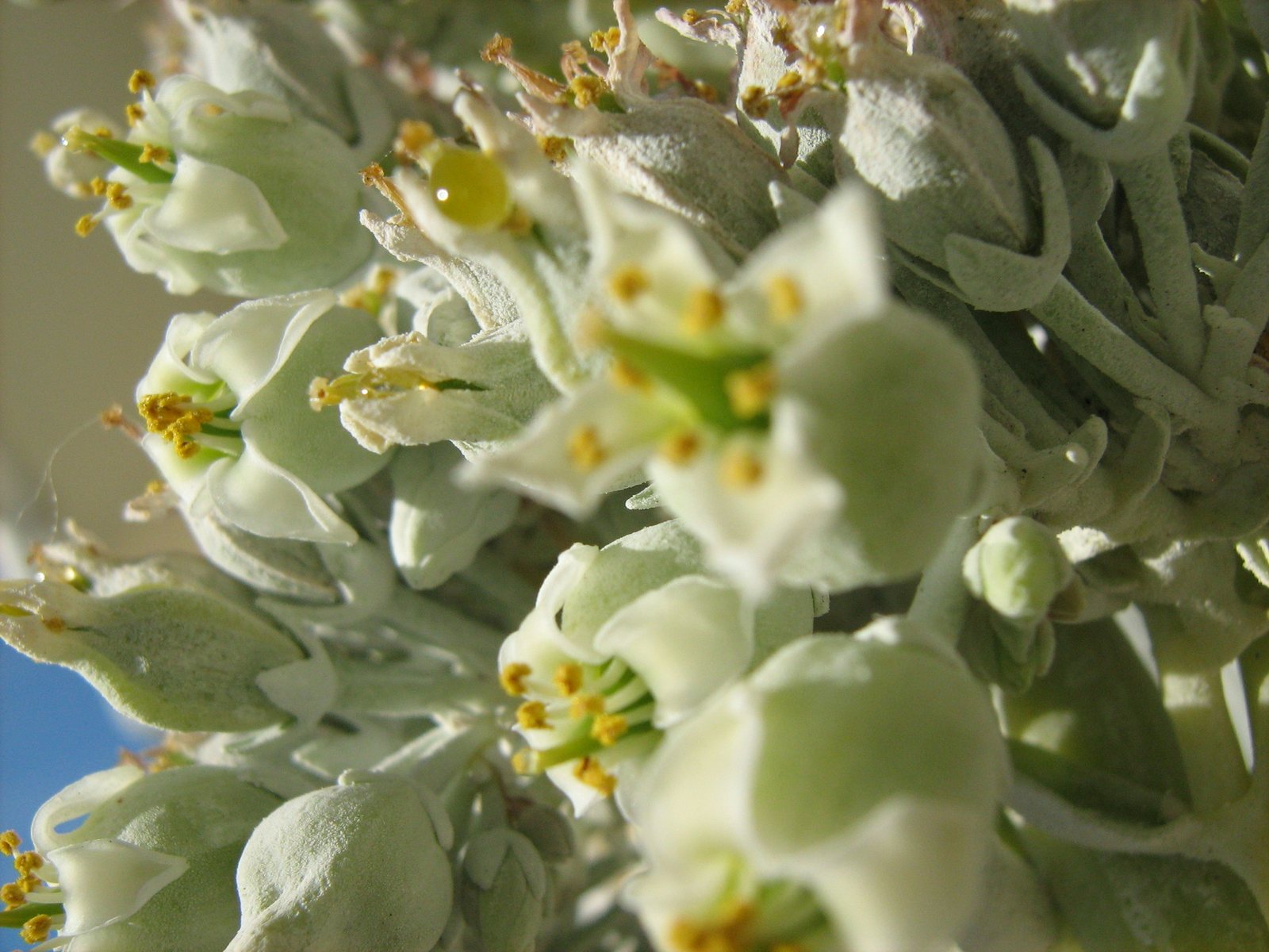 Paddle plant
