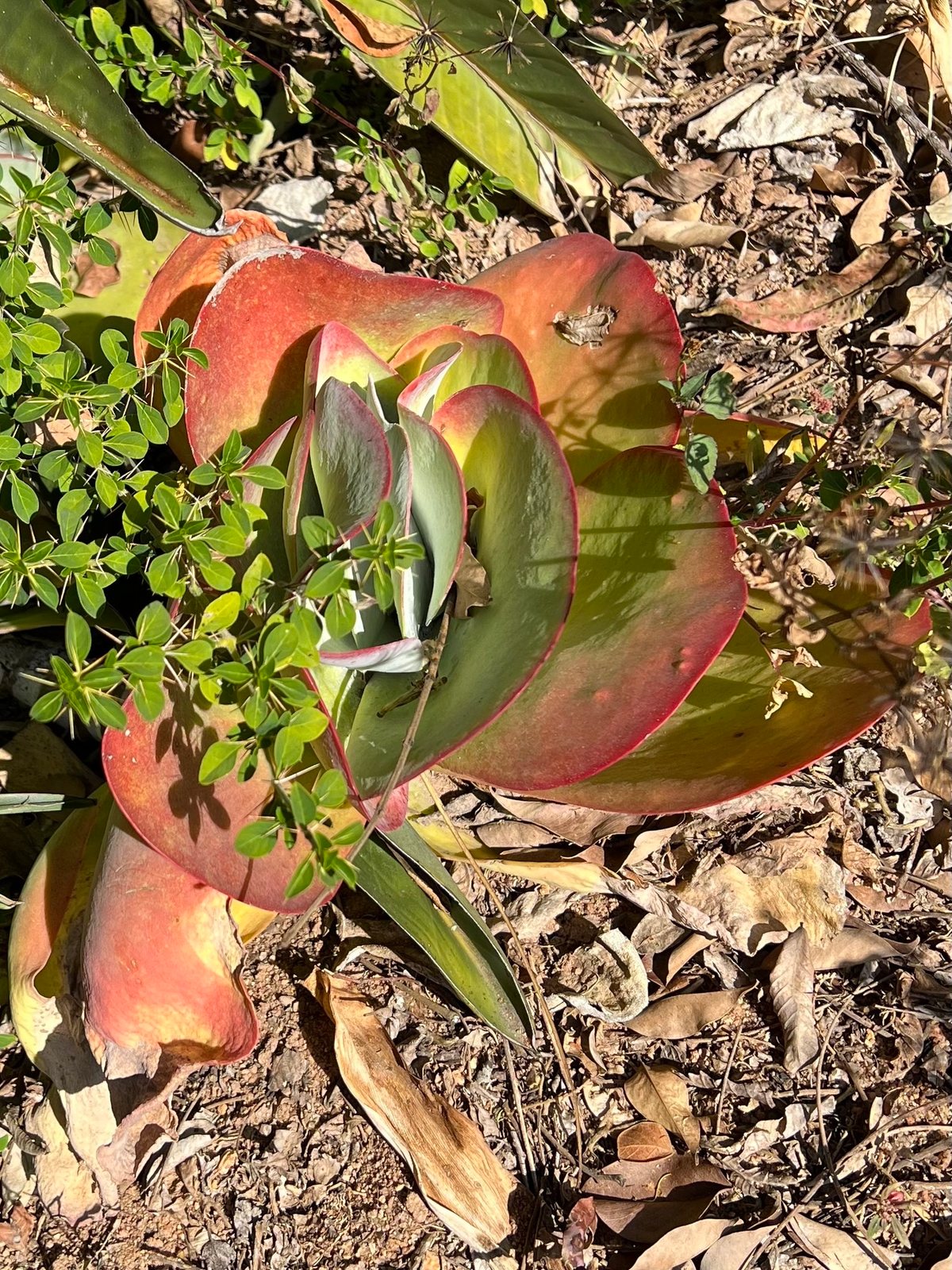 Paddle plant