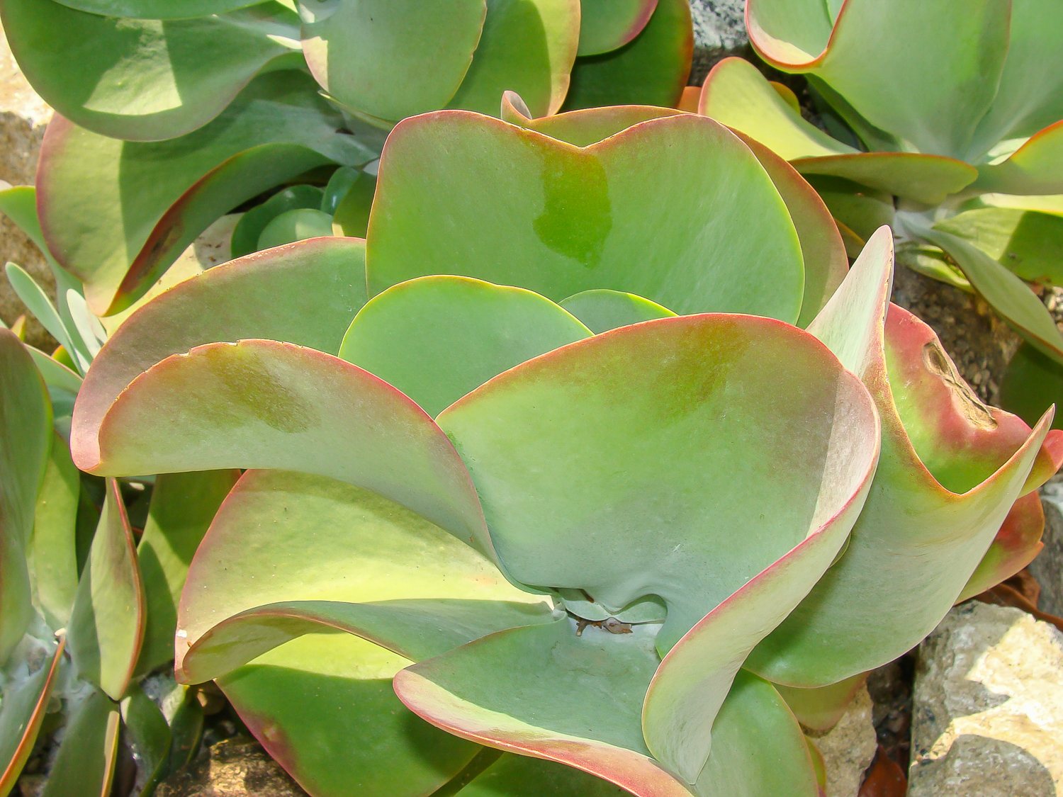 Paddle plant