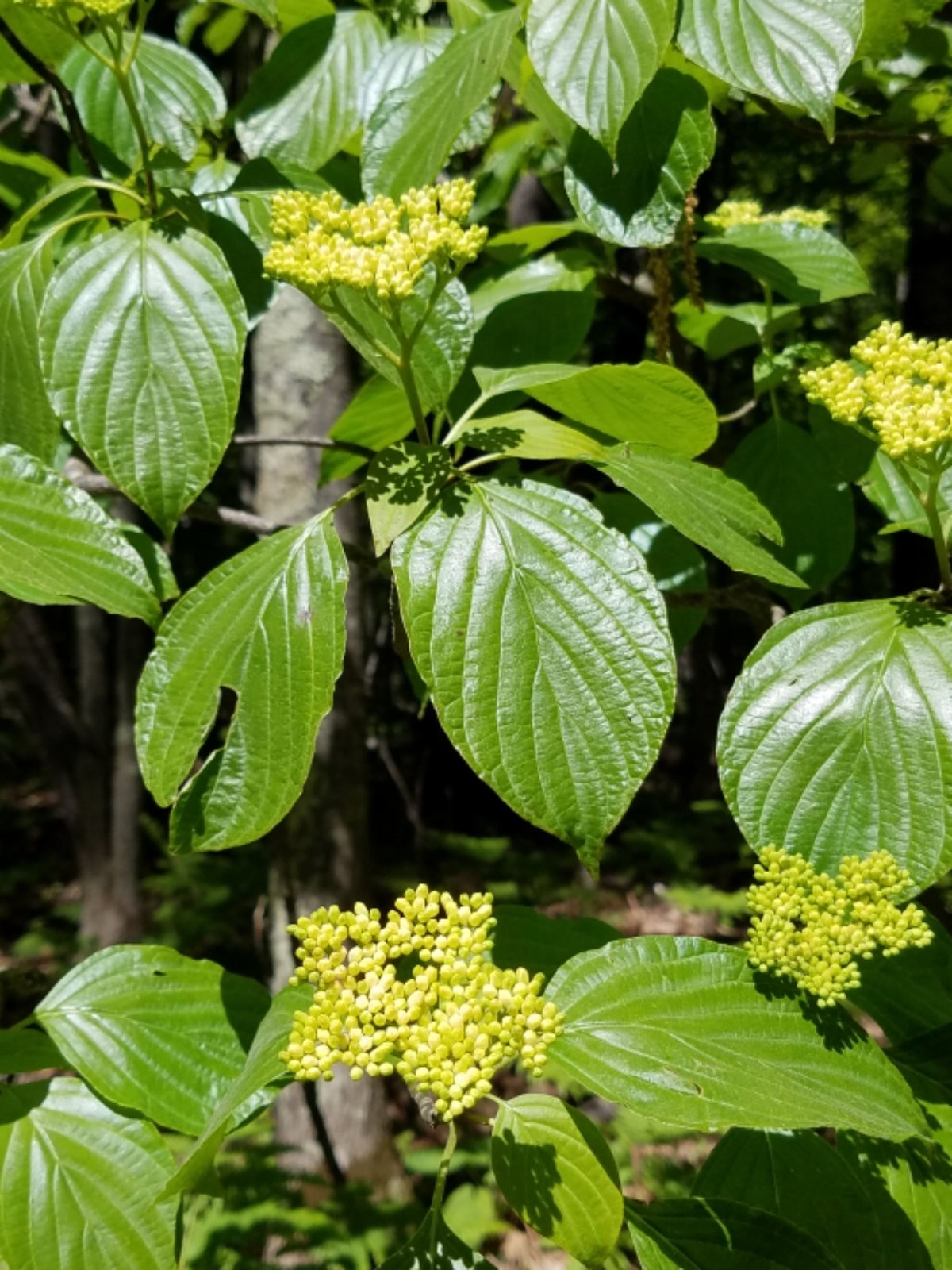 Pagoda dogwood