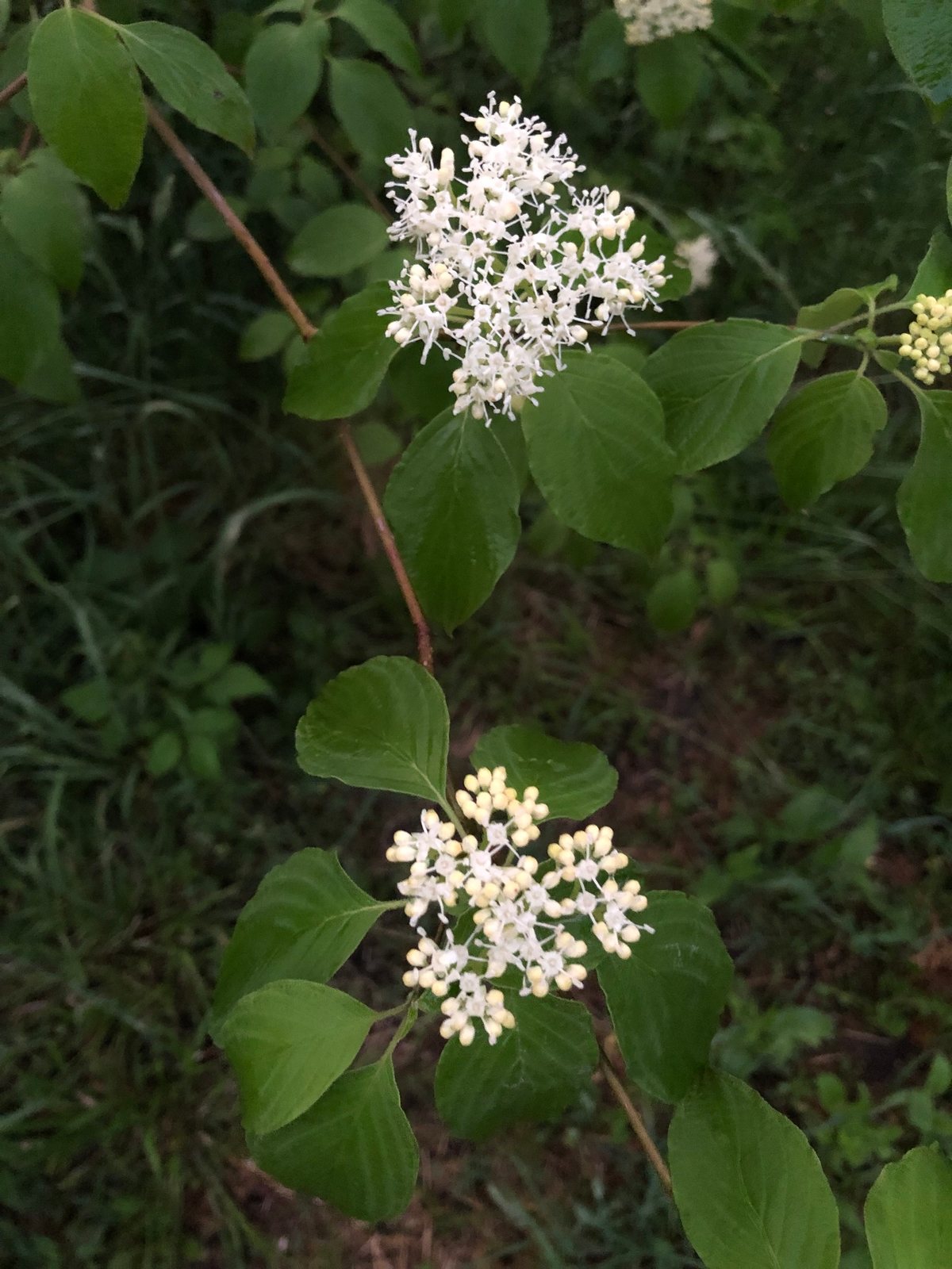 Pagoda dogwood