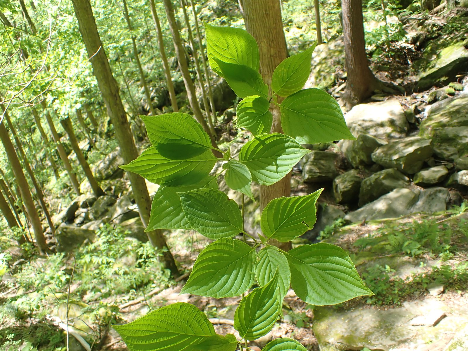Pagoda dogwood