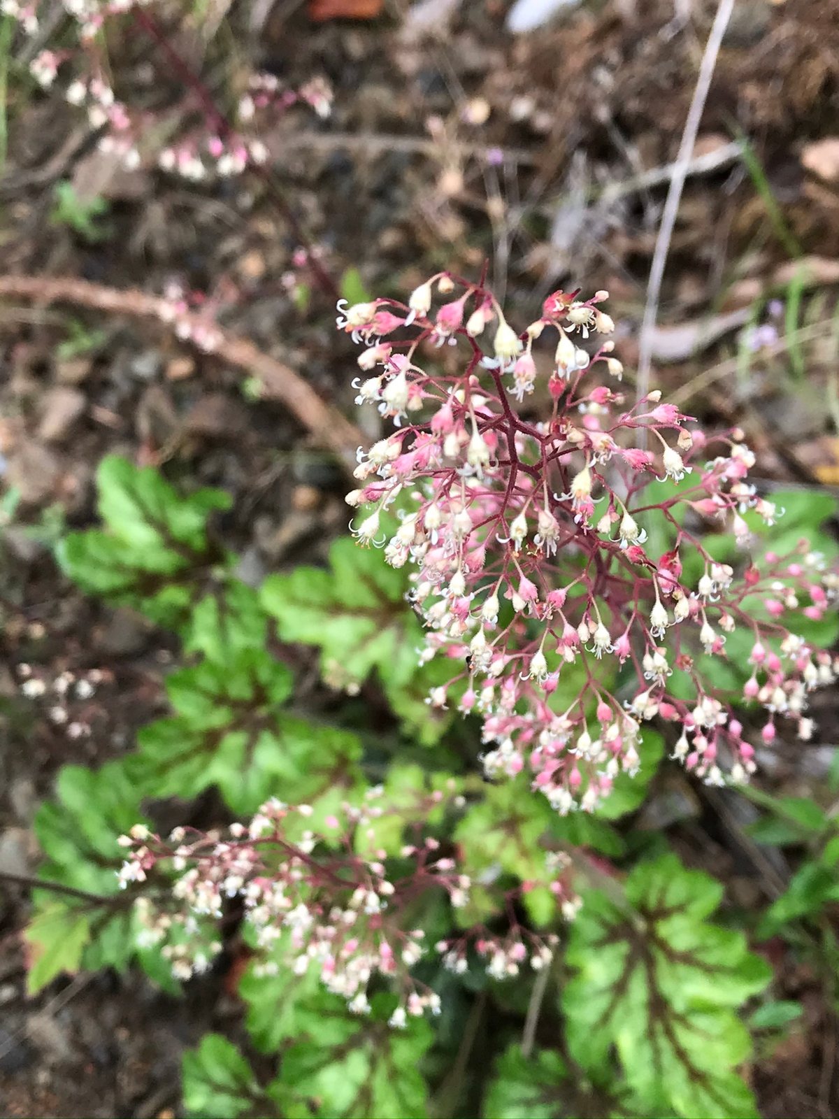 Palace Purple coral bells