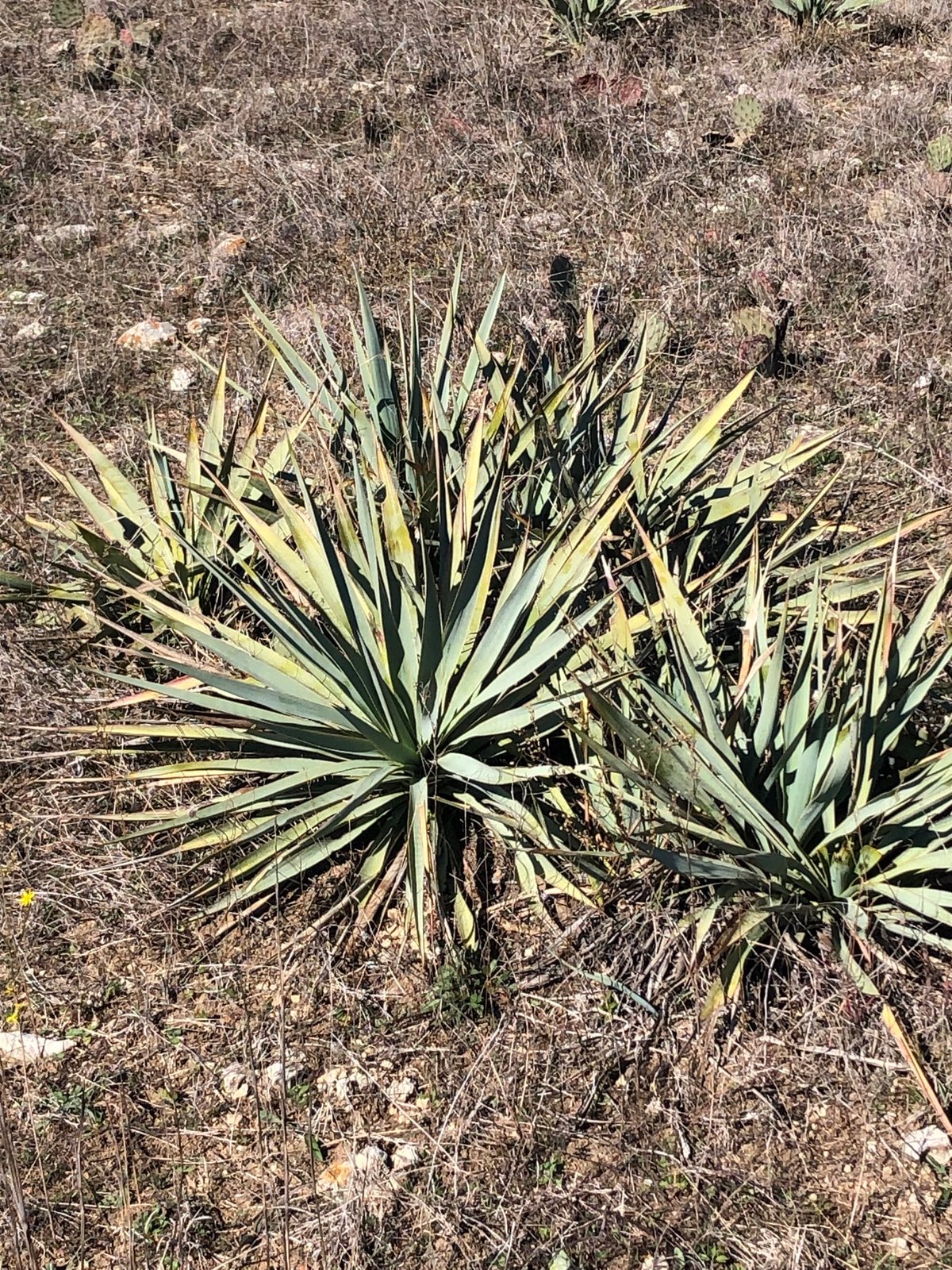 Pale-leaf yucca