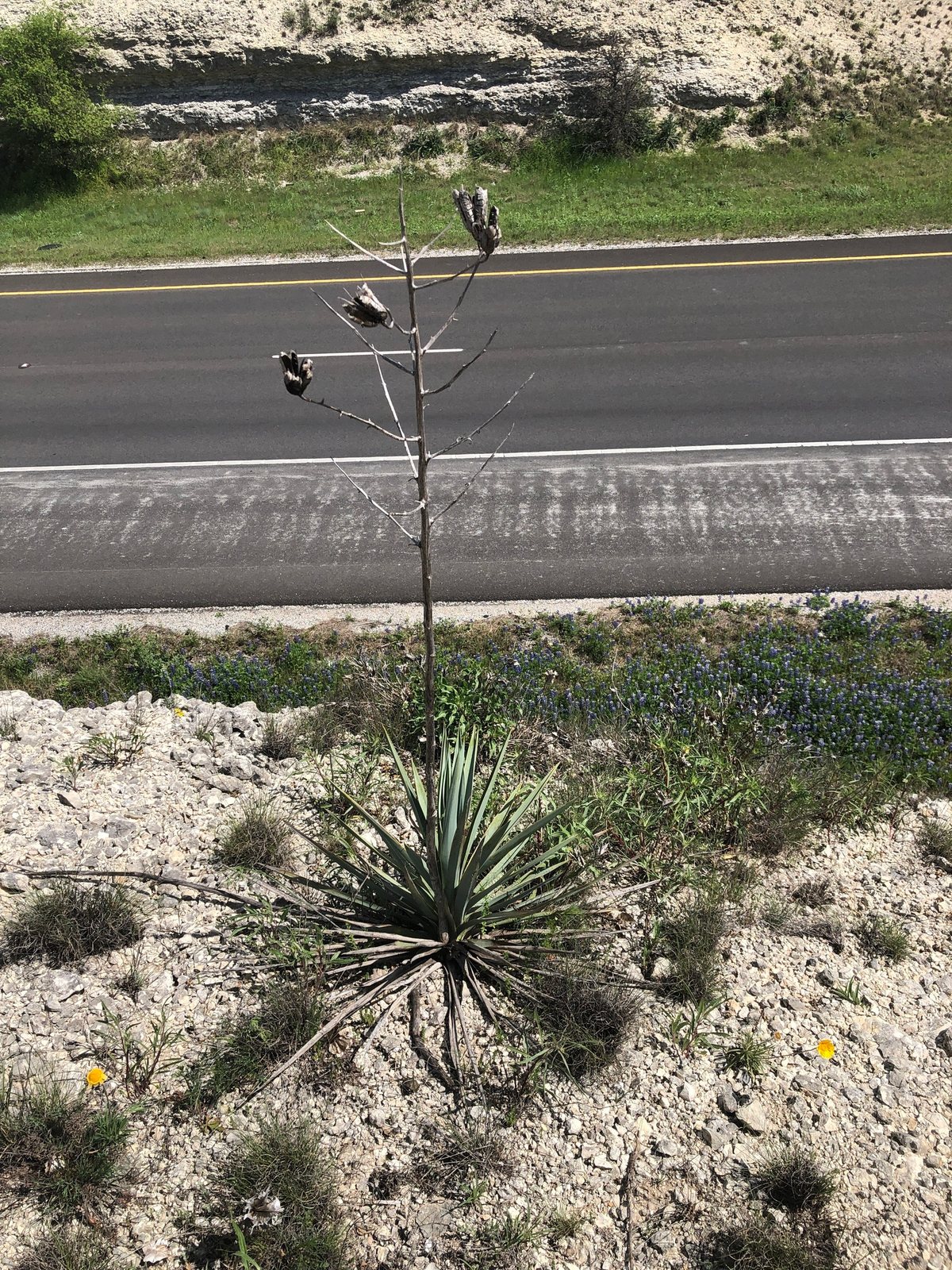 Pale-leaf yucca