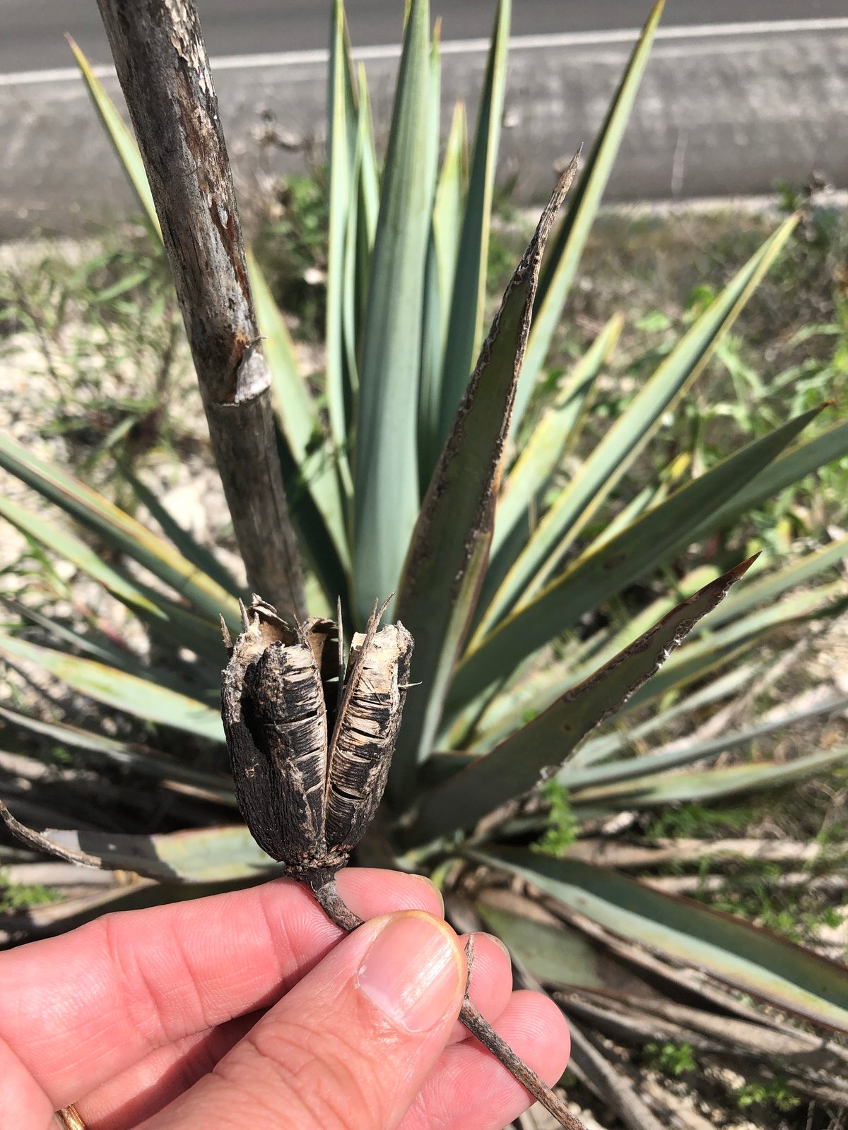 Pale-leaf yucca