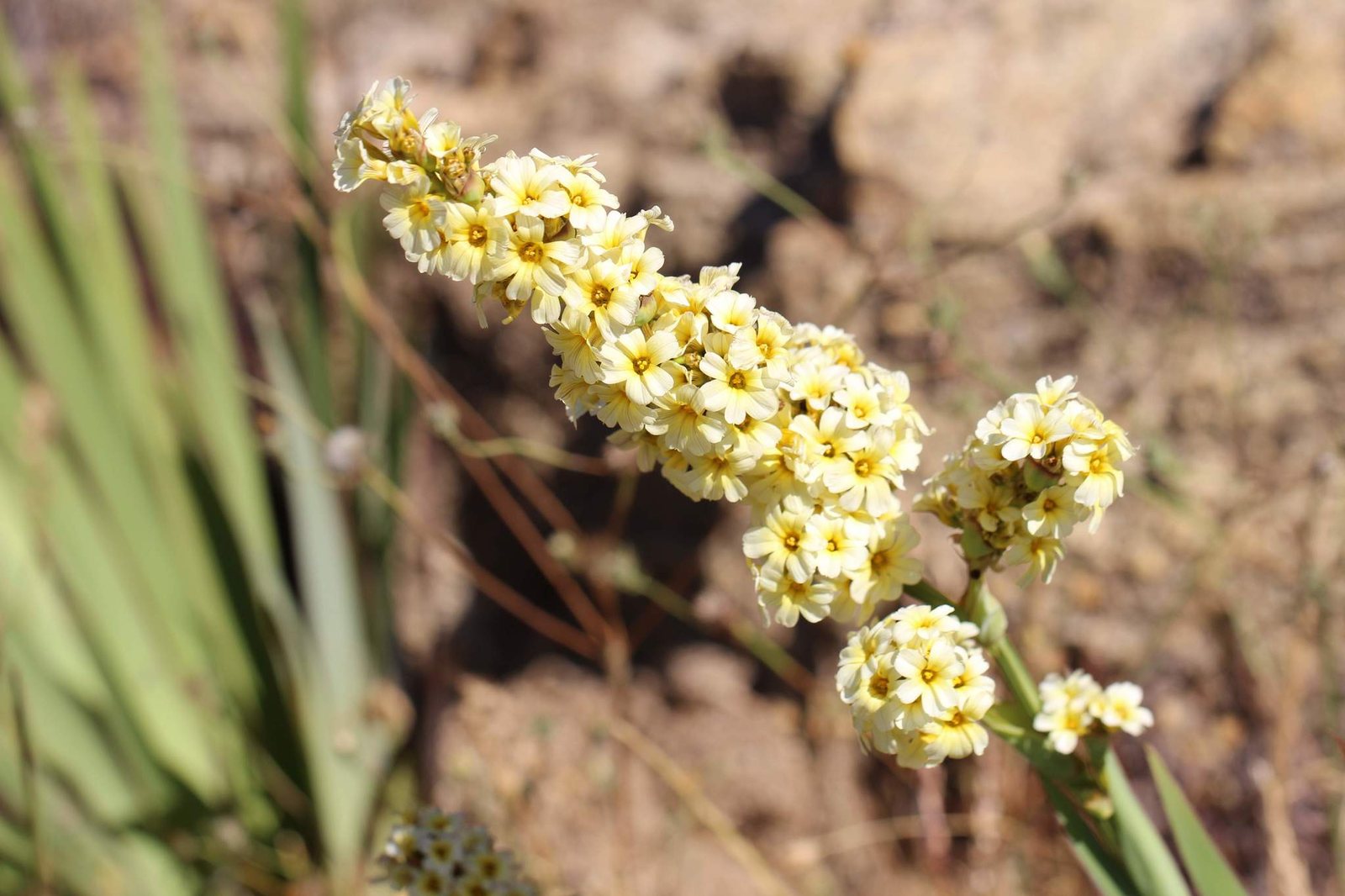 Pale yellow-eyed grass