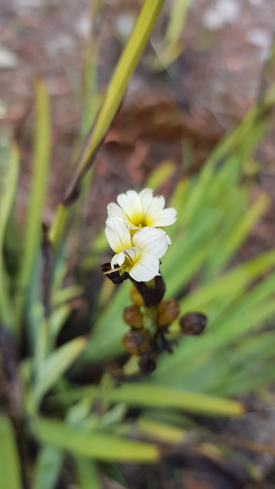 Pale yellow-eyed grass