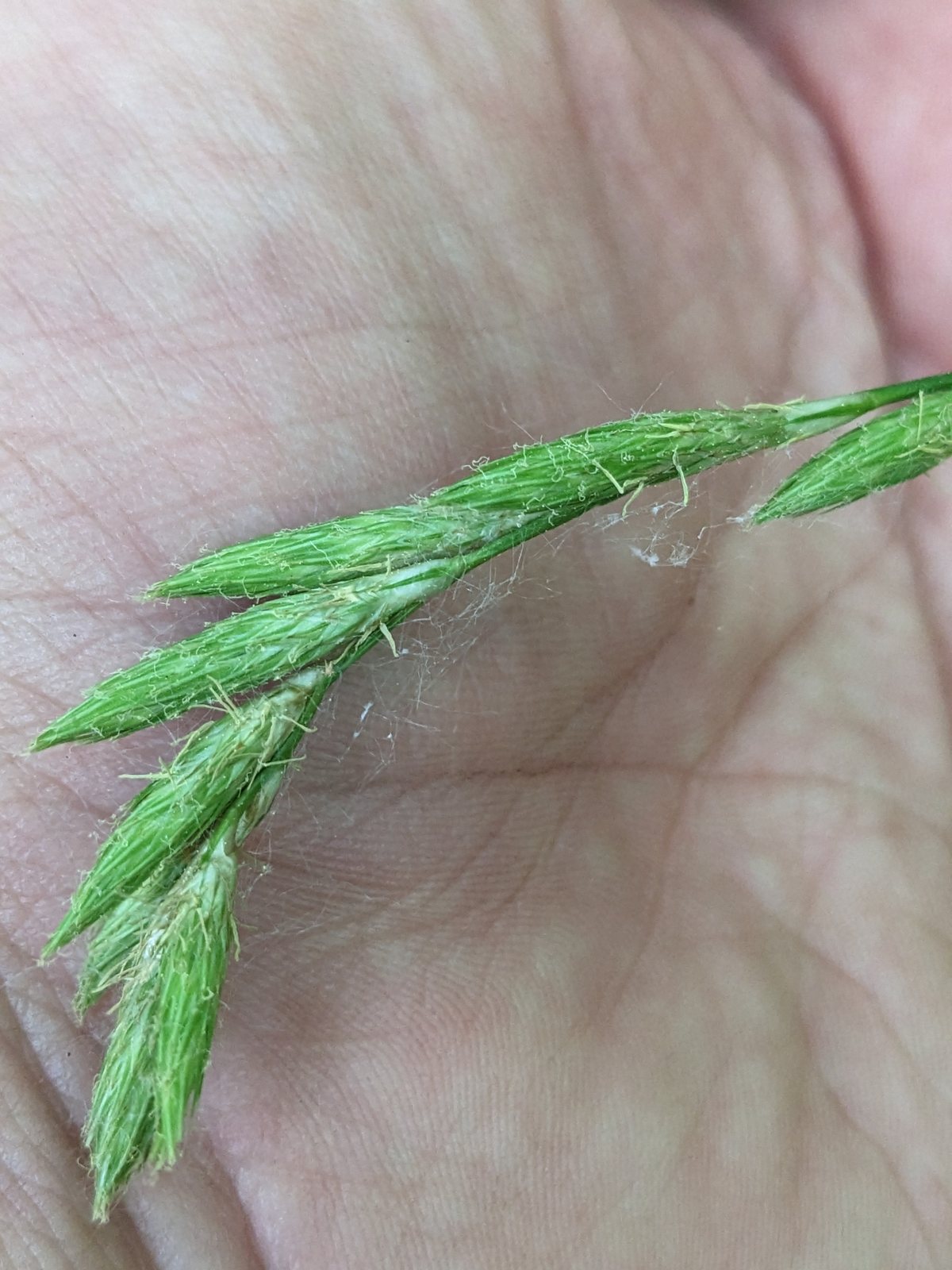 Palm sedge