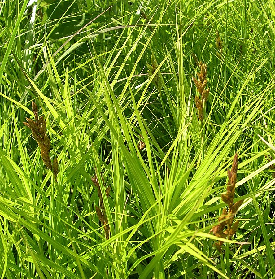 Palm sedge