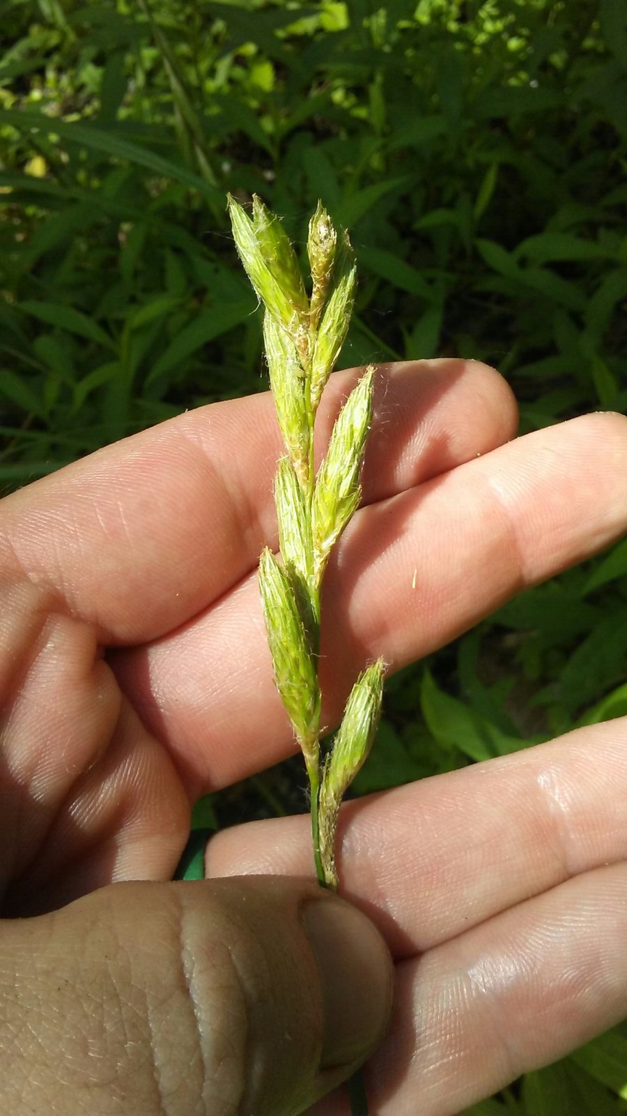 Palm sedge