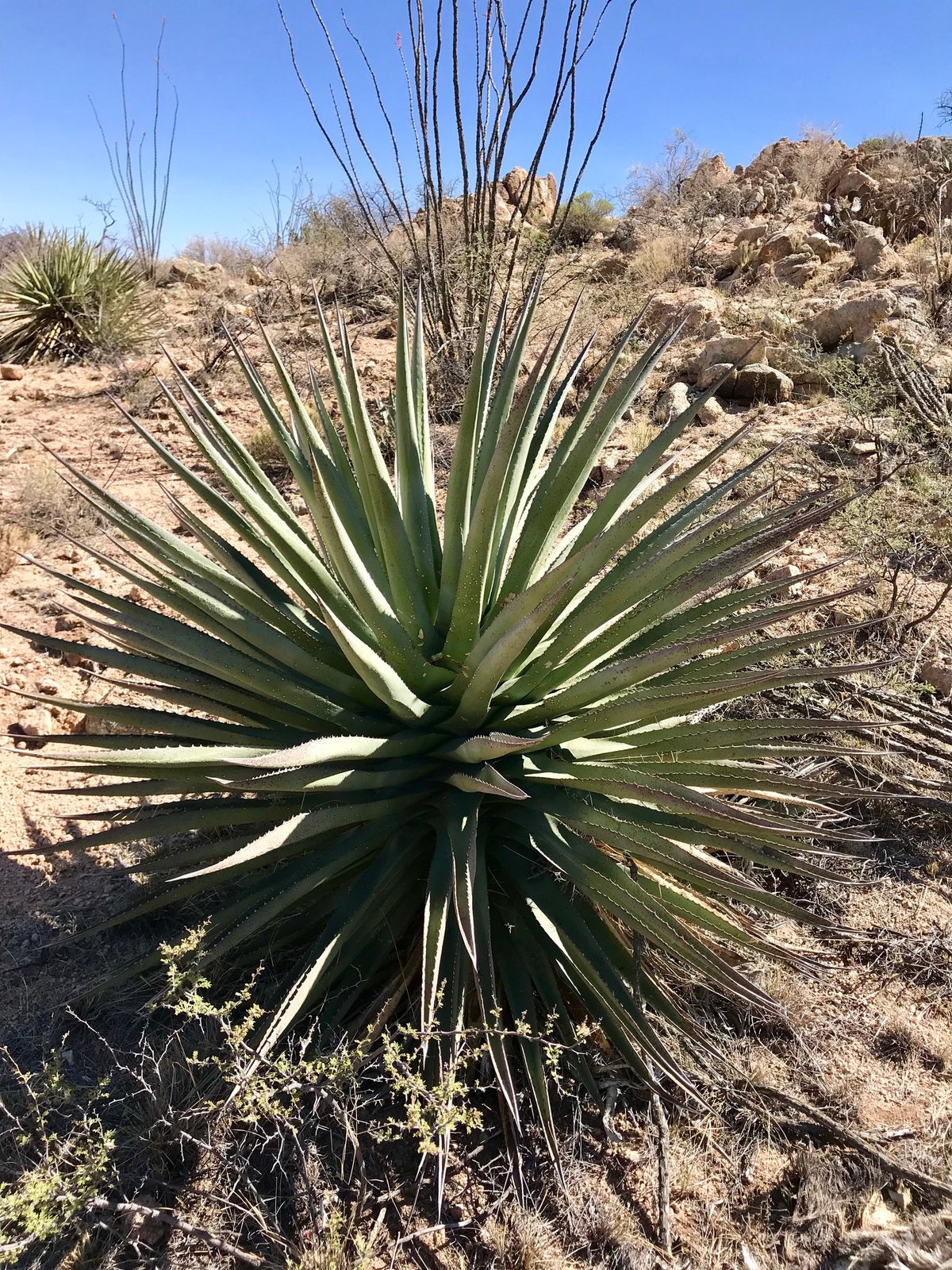 Palmer's agave