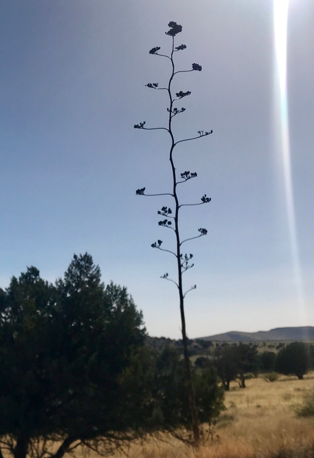 Palmer's agave