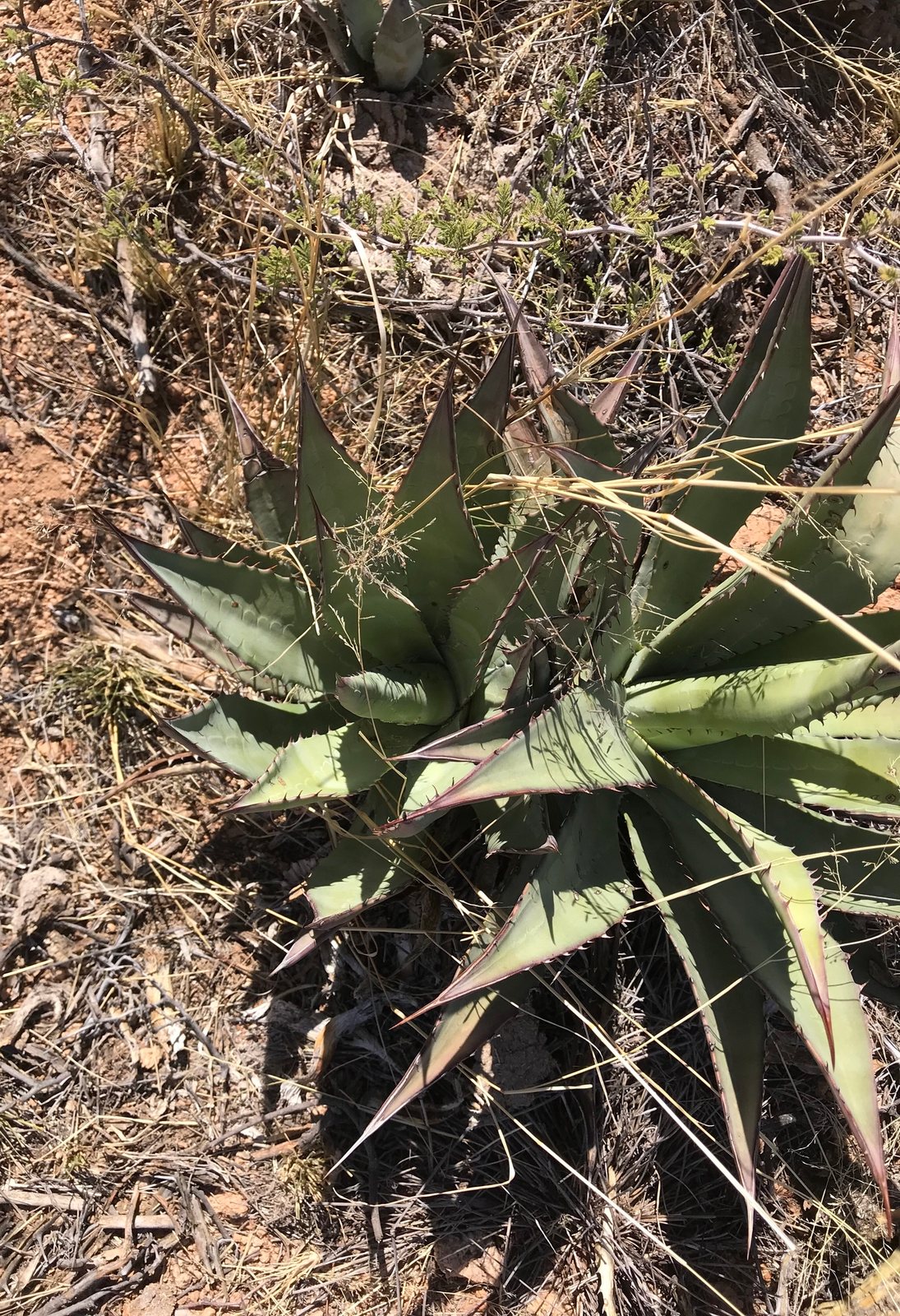 Palmer's agave