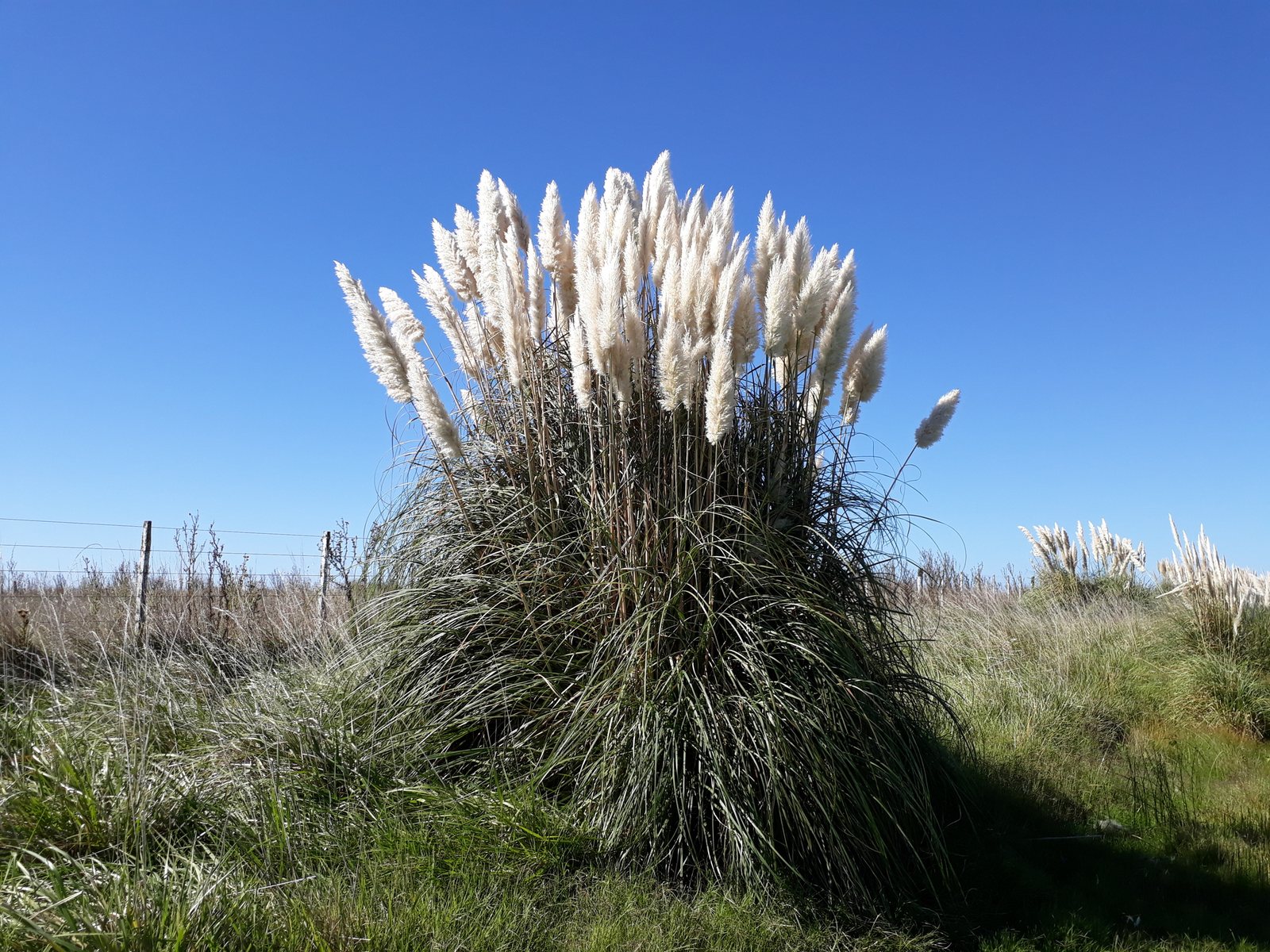Pampas grass