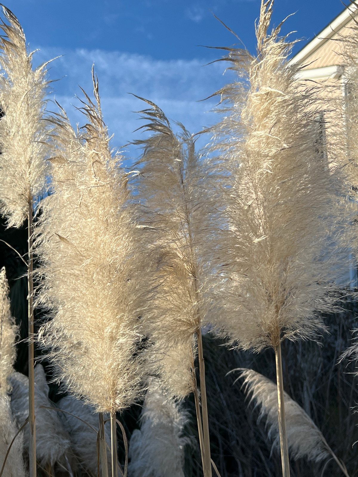 Pampas grass