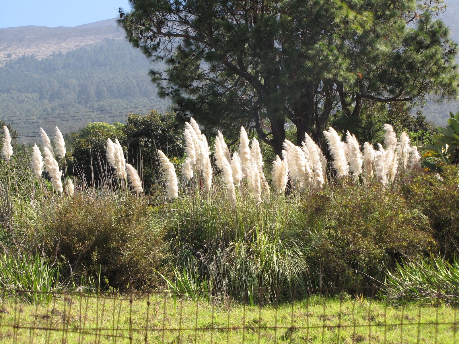 Pampas grass