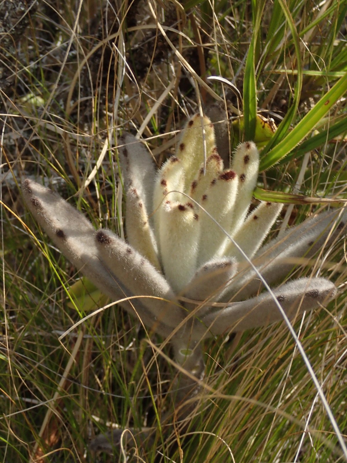 Panda plant