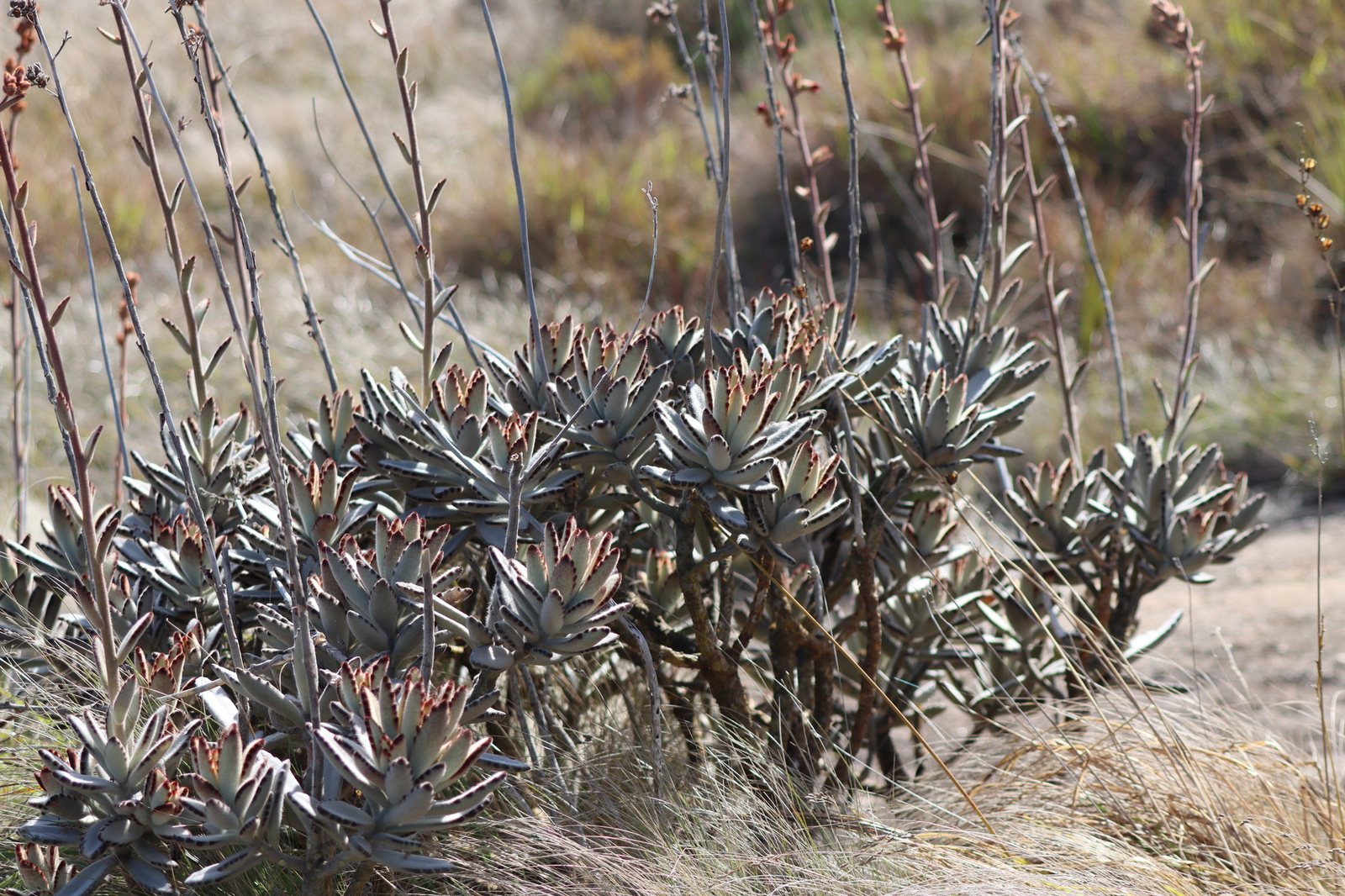 Panda plant