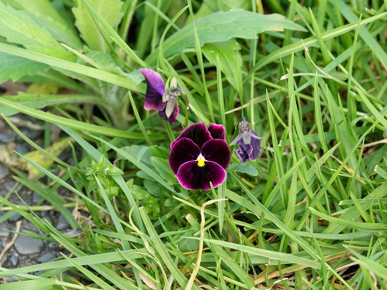 Pansy