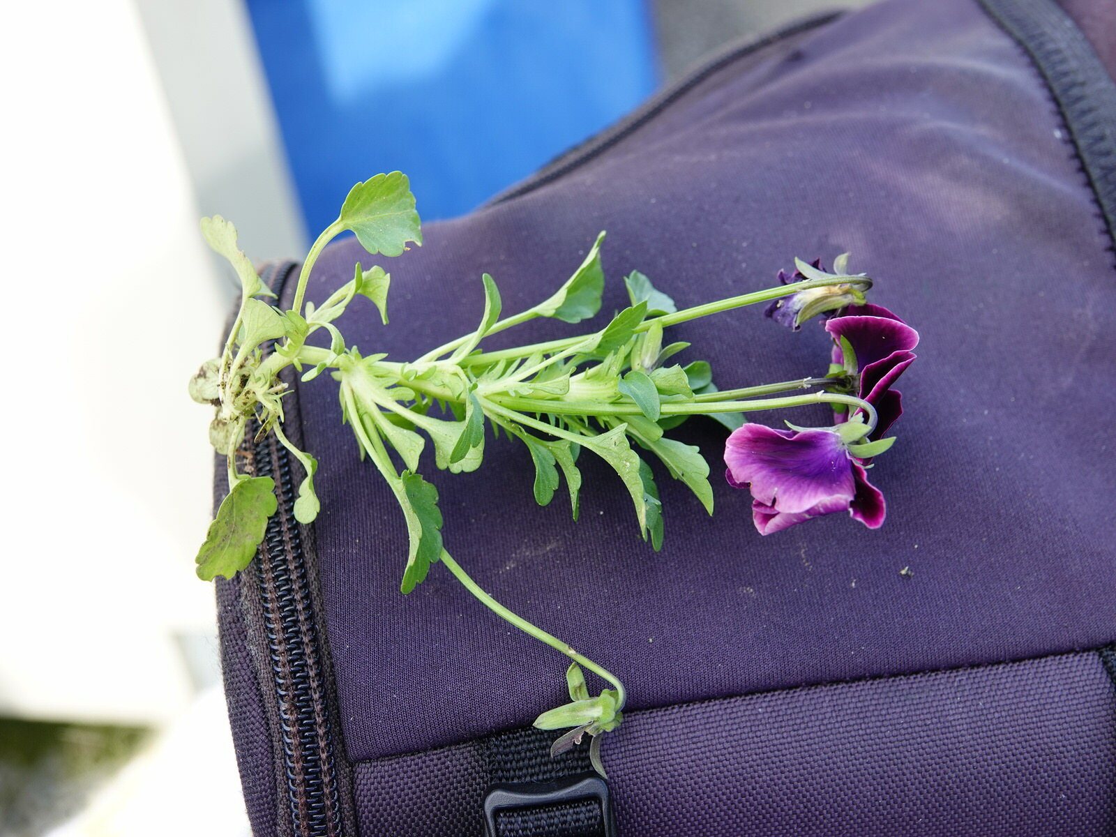 Pansy