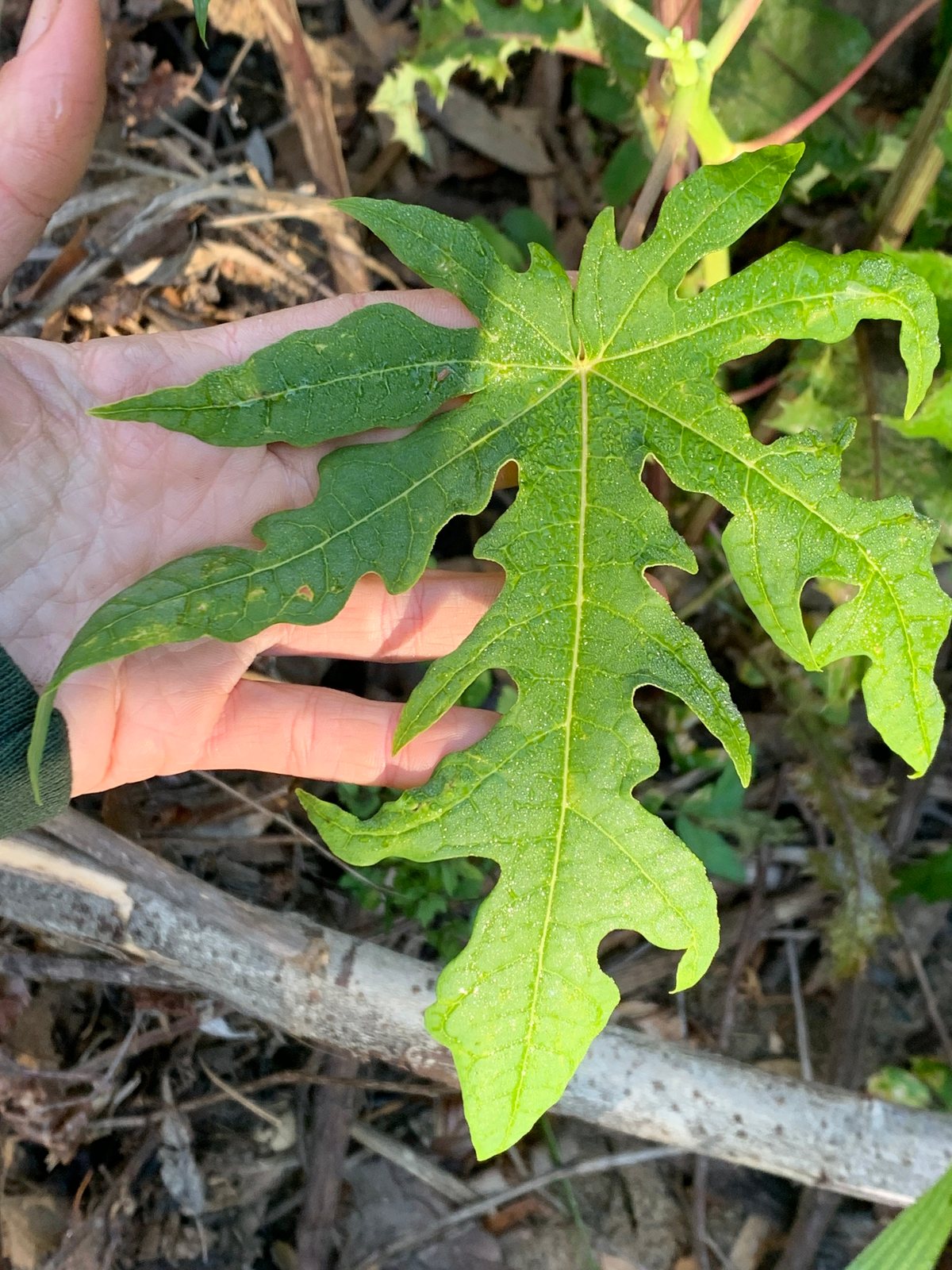Papaya