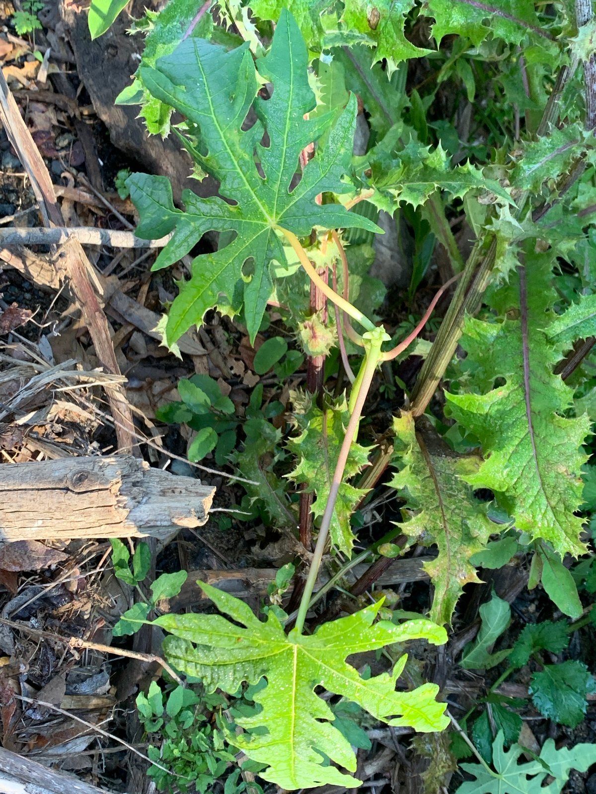 Papaya