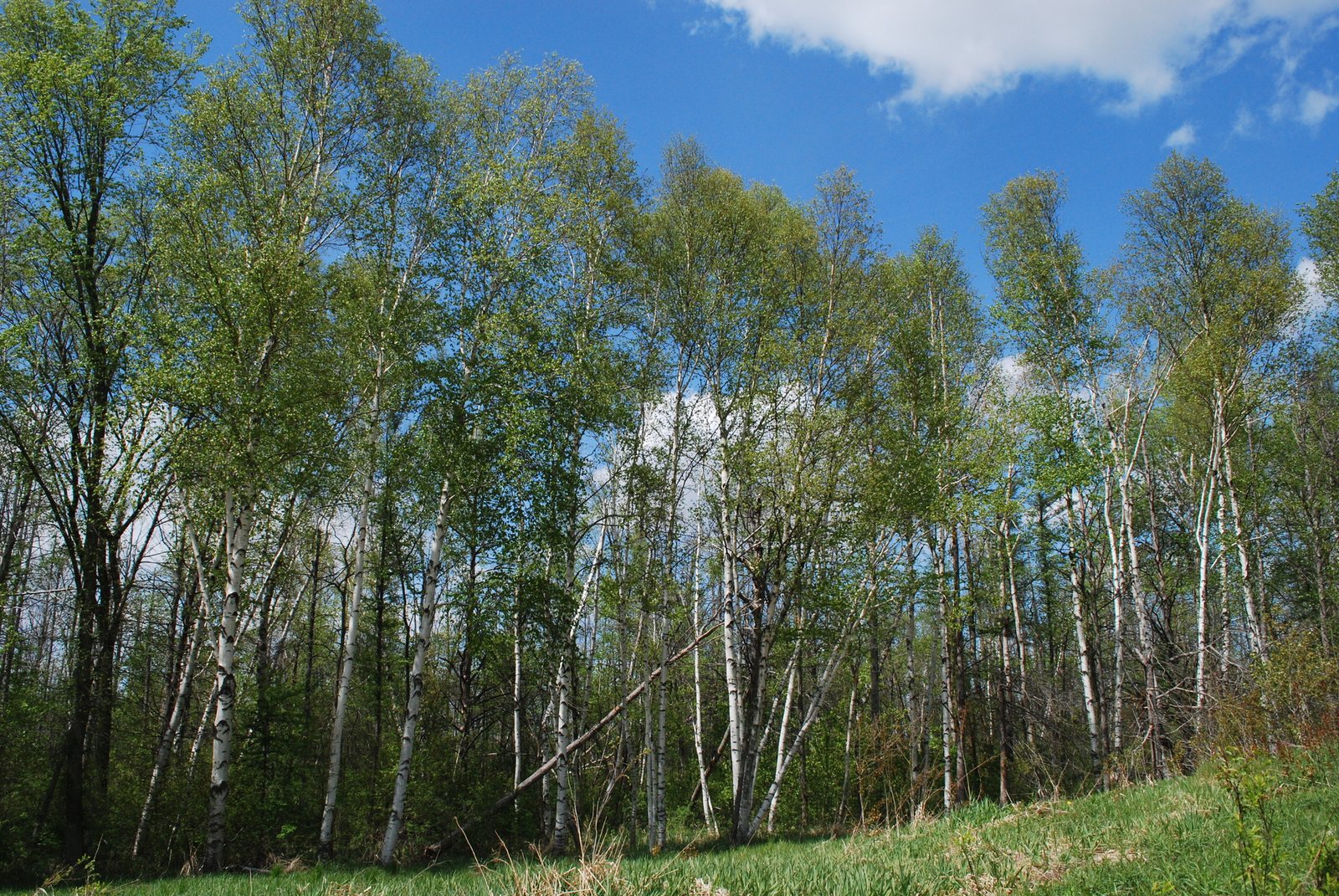 Paper birch